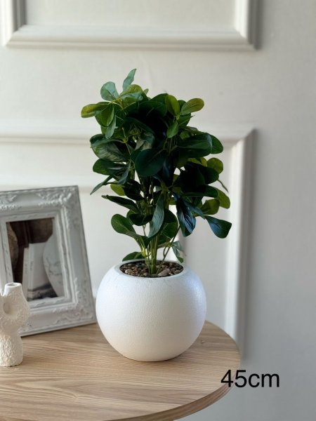 ورد مع قاعده